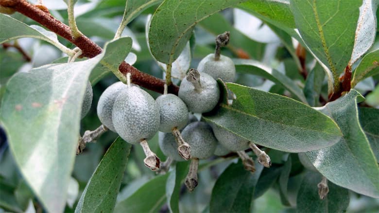 Elaeagnus commutata